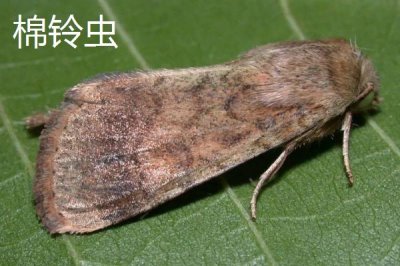 氯氰菊酯適合什么時(shí)候打，不同蟲害的防治時(shí)間和方式不同