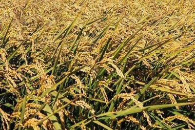 吉粳325水稻種子特點，生育期間注意及時防治稻瘟病