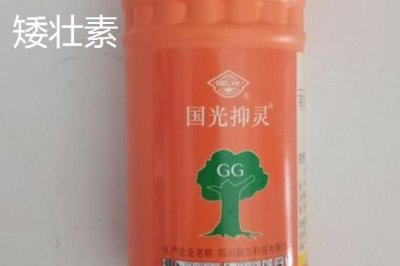 矮壯素與多效唑的區(qū)別，矮壯素溶于水、多效唑基本不溶于水