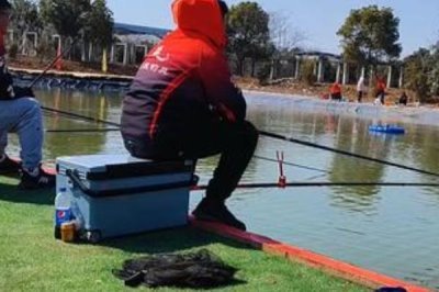 怎么在黑坑中釣青魚，用顆粒飼料打窩可起到引誘效果