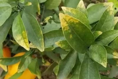 如何判斷農(nóng)作物缺肥，根據(jù)表現(xiàn)癥狀來(lái)分析