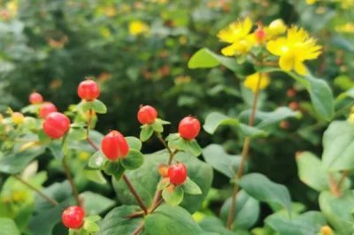 紅果金絲桃的花語，寓意嬌媚誘惑、迷信等