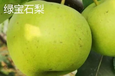 優(yōu)質(zhì)梨子品種介紹，以下5種豐產(chǎn)性都很高
