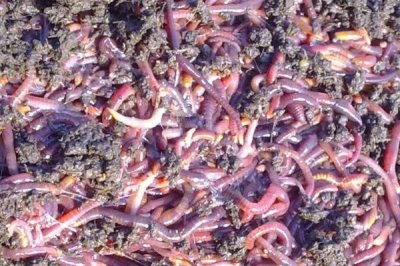 蚯蚓養(yǎng)殖的生長(zhǎng)周期，平均為3個(gè)月