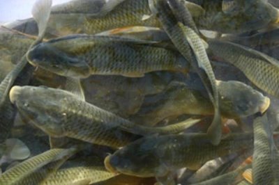 稻花魚的產(chǎn)地，主產(chǎn)于湖南、廣西、云南等省份