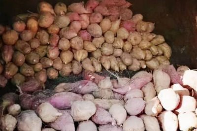 紅薯如何做好窖儲前處理，紅薯窖內(nèi)需要保證濕度、溫度和含氧量
