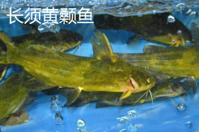 黃顙魚的價格，零售價多為12-20元左右