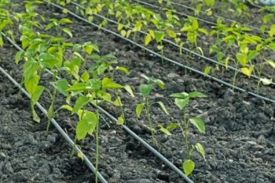 溫室滴灌的好處，可減少濕度降低發(fā)病幾率