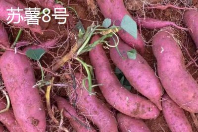 甜度高的紅薯品種，推薦以下5種