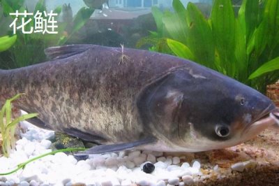 鰱魚的產(chǎn)地，分布在我國除西北和西部高原外的各大水系