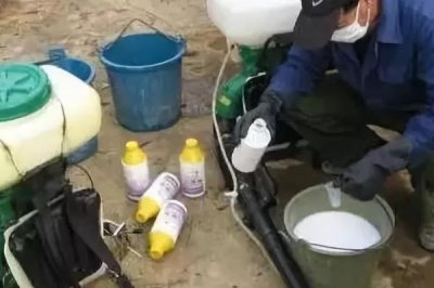 混配毒死蜱的注意事項，不可與堿性農(nóng)藥混合使用