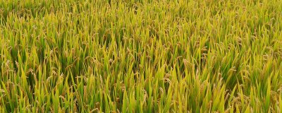 潤揚(yáng)稻59水稻種子特點(diǎn)，每畝10千克尿素并加拌除草劑