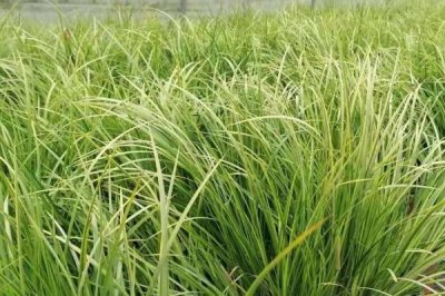 石菖蒲種植三年畝產(chǎn)多少斤，畝產(chǎn)鮮貨在400-500公斤左右