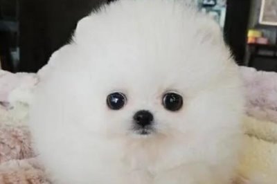 哈多利系博美犬的價格，價格在幾千元至幾萬元不等