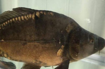 富貴斑的主要產(chǎn)地，主產(chǎn)于歐洲和我國(guó)新疆額爾齊斯河水系