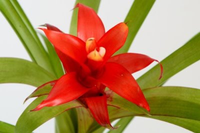 吉祥花是哪種花，是指牡丹花、蓮花等