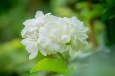 白色茉莉的花語(yǔ)，寓意喜愛(ài)之情、純潔無(wú)暇等