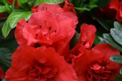 家里養(yǎng)杜鵑花寓意吉祥嗎，家里養(yǎng)杜鵑花是十分吉祥的