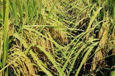 玖兩優(yōu)164水稻種子特征特性，每畝有效穗18.1萬