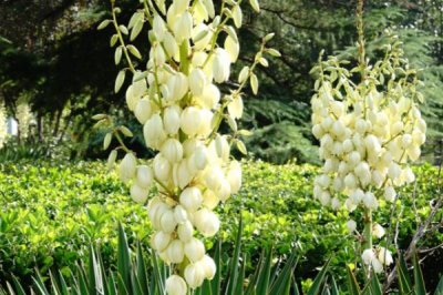 九月份有哪些花卉開放，木芙蓉、美人蕉、鳳尾蘭等品種在此時開放