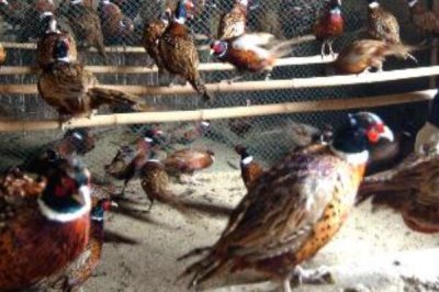 養(yǎng)殖野雞怎么防治沙門(mén)氏菌病，飼料中可拌入氯霉素