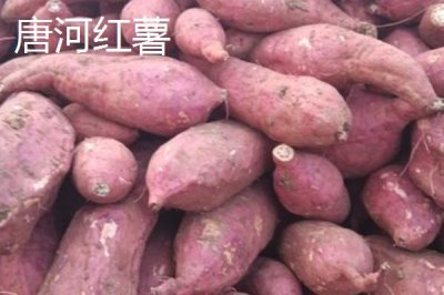 河南唐河縣的特產(chǎn)，梔子品質(zhì)上乘