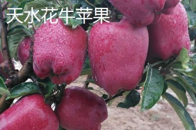 甘肅省天水市有哪些特產(chǎn)水果，包括秦安蜜桃、秦安蘋果、麥積核桃等種類
