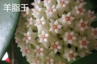 球蘭怎么養(yǎng)殖以及要注意什么，需按照“見干見濕”的原則提供水分