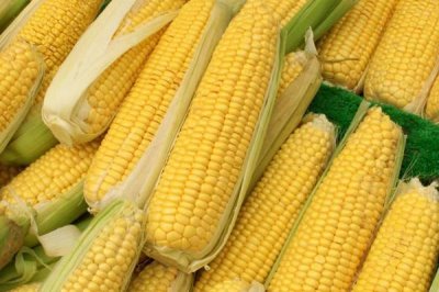 航研58玉米種子特征特性，4月下旬至5月上旬播種