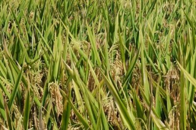鎮(zhèn)稻21號水稻種子簡介，粳型常規(guī)水稻品種
