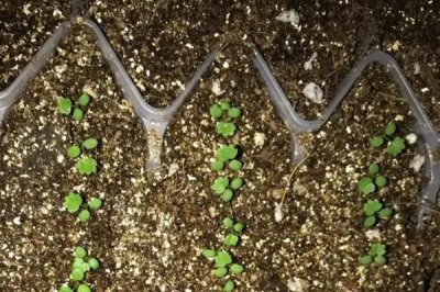草莓種子幾月份播種，一年四季都可播種