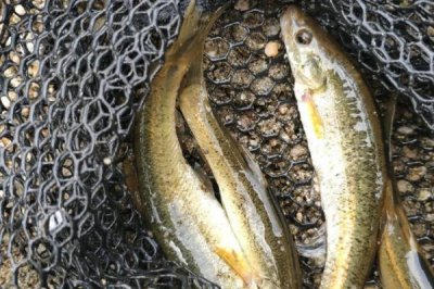 柳根魚的價格，實際售價因地區(qū)而異