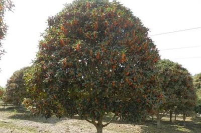丹桂樹(shù)的價(jià)格，規(guī)格不同價(jià)格也會(huì)出現(xiàn)起伏