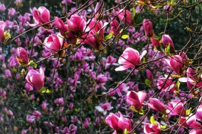 紫玉蘭是什么植物，為中國兩千多年的傳統(tǒng)花卉