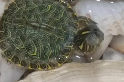巴西龜白眼病的原因，可能是水質(zhì)太差、長期不換水等