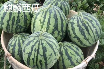 美都西瓜與麒麟西瓜有什么區(qū)別，麒麟西瓜的種植周期更短