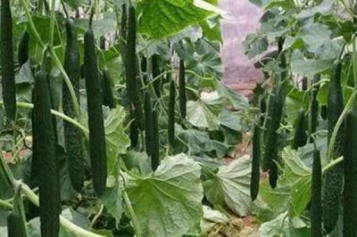 黃瓜的種植時間，育苗方法不同播種時間也不同
