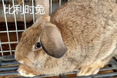 兔子的養(yǎng)殖品種，常見的有新西蘭白兔、比利時兔等