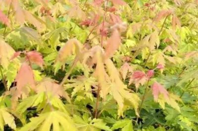 色木槭栽培技術(shù)，播種可在4月中旬進(jìn)行