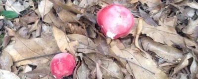 廣西浦北縣的特產(chǎn)，有“世界長(zhǎng)壽之鄉(xiāng)”的稱號(hào)