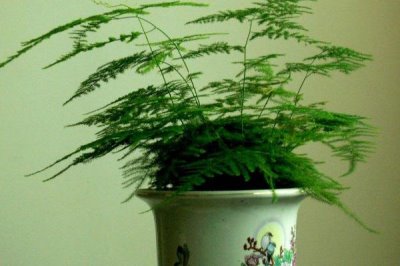 家里養(yǎng)文竹的吉兇，有“竹報(bào)平安”之意
