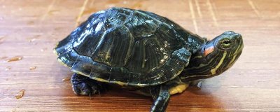 烏龜死亡的表現(xiàn)有哪些，首先會停止活動