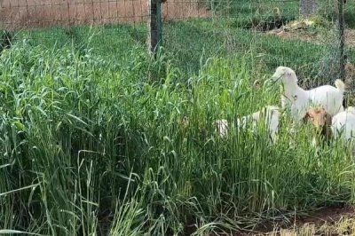 小麥秸稈能否喂羊，可以飼喂但適口性較差