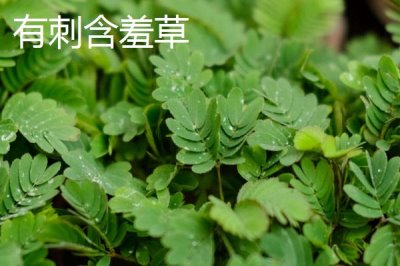含羞草會不會開花，花期在7-10月之間