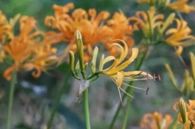 忽地笑的花語(yǔ)是什么，死亡的愛、愛的非常痛苦是其花語(yǔ)
