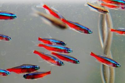 寶蓮燈魚與紅綠燈區(qū)別，前者的體型更大且顏色更鮮艷