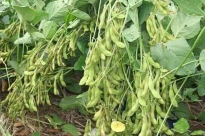 首豆39大豆品種的特性，遼寧省春播生育期125天左右
