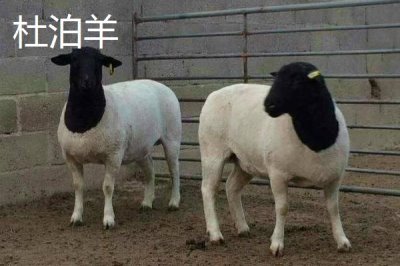 哪些羊適合在南方地區(qū)養(yǎng)，黑山羊、南江黃羊、黃淮山羊等品種均可養(yǎng)殖