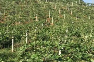 種植獼猴桃怎么預(yù)防凍害，建造防風(fēng)帶可降低受凍幾率