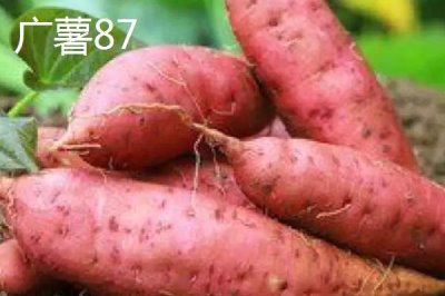 甜度高的紅薯品種，推薦以下5種